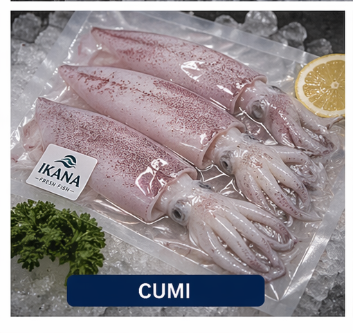 Cumi fresh siap olah IKANA